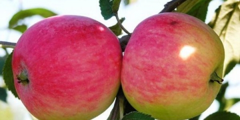 Detaljan opis sorte jabuka melba